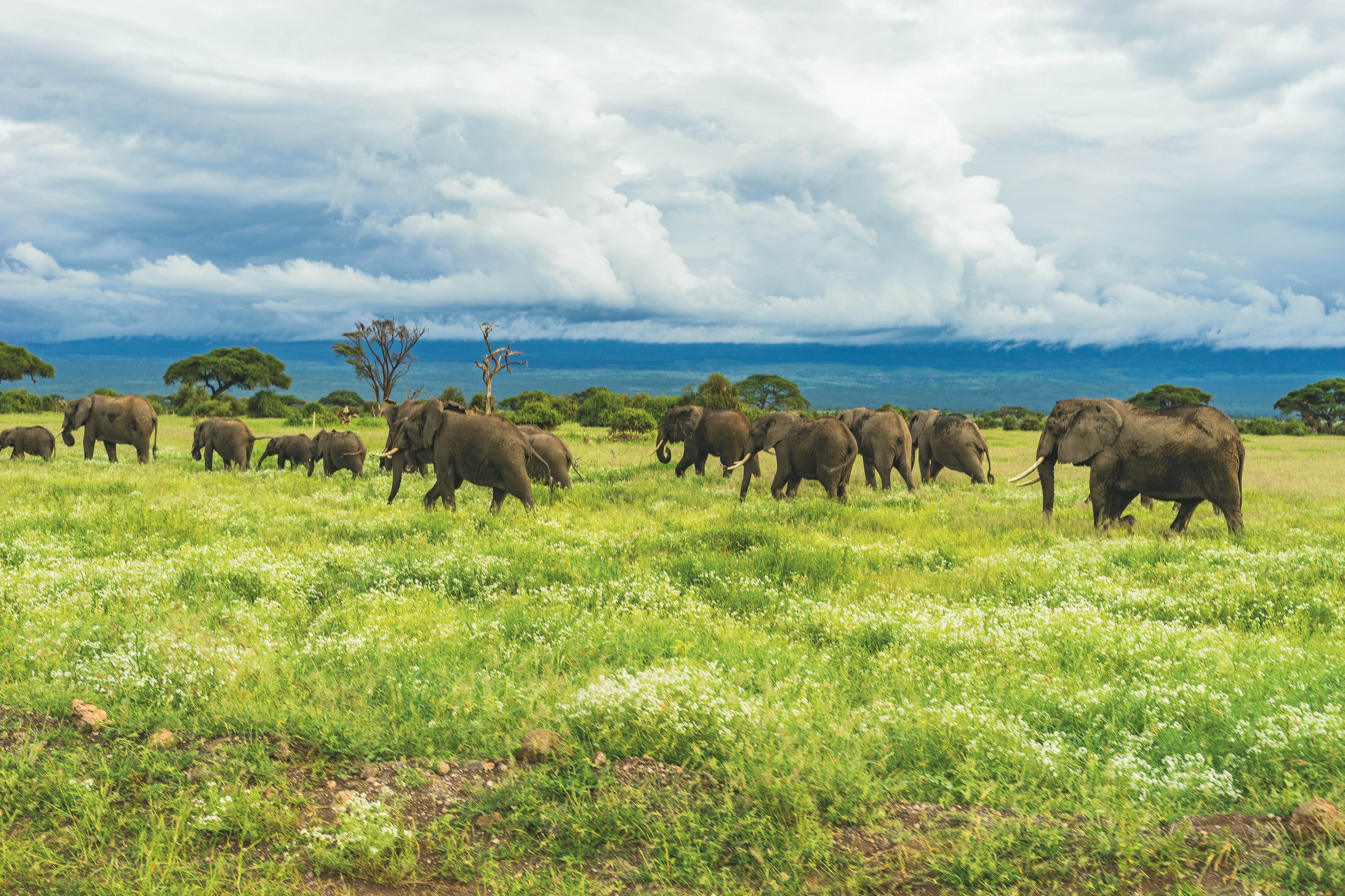 Tarangire National Park - Land of Giants