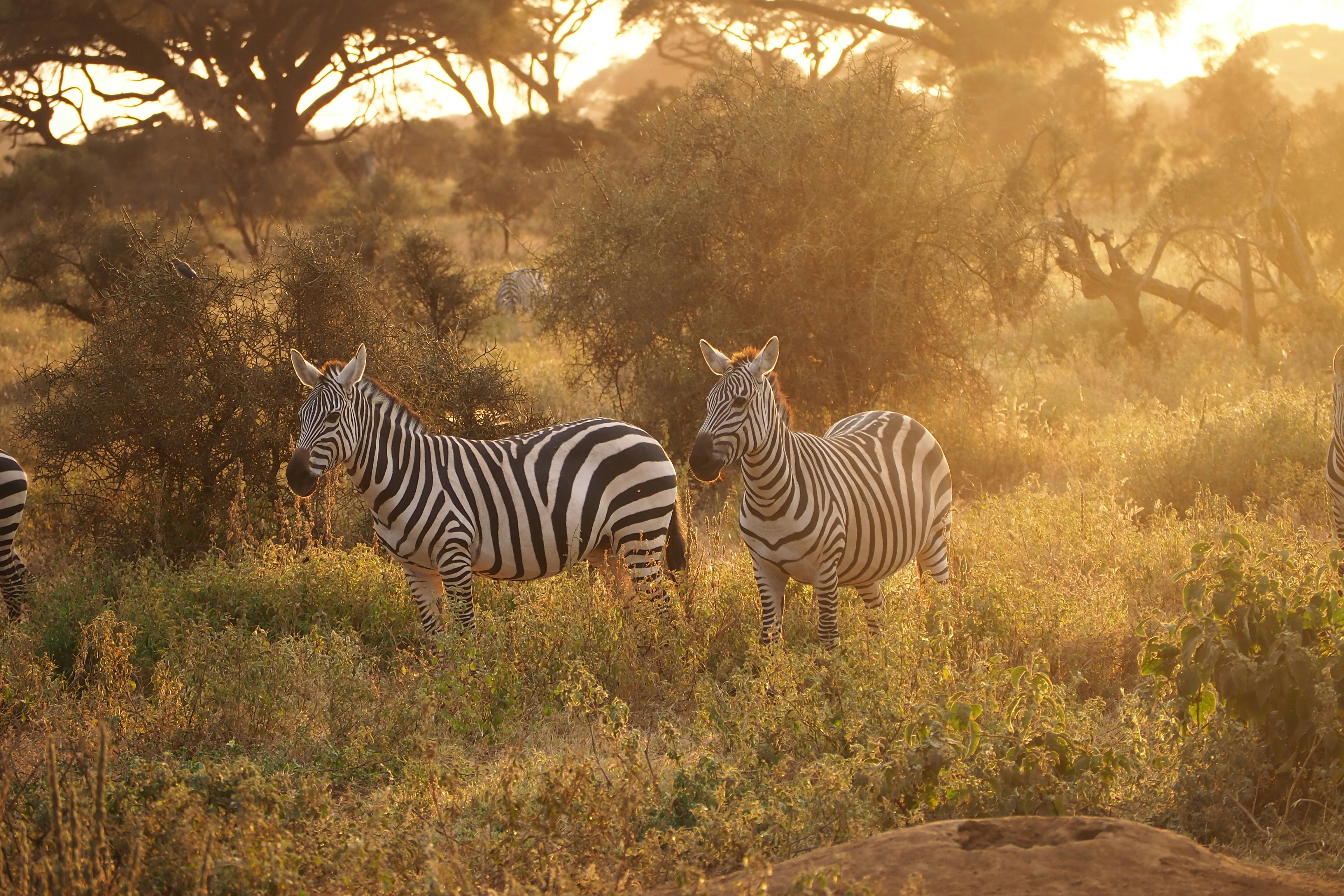 Tarangire National Park – Elephants & Epic Landscapes