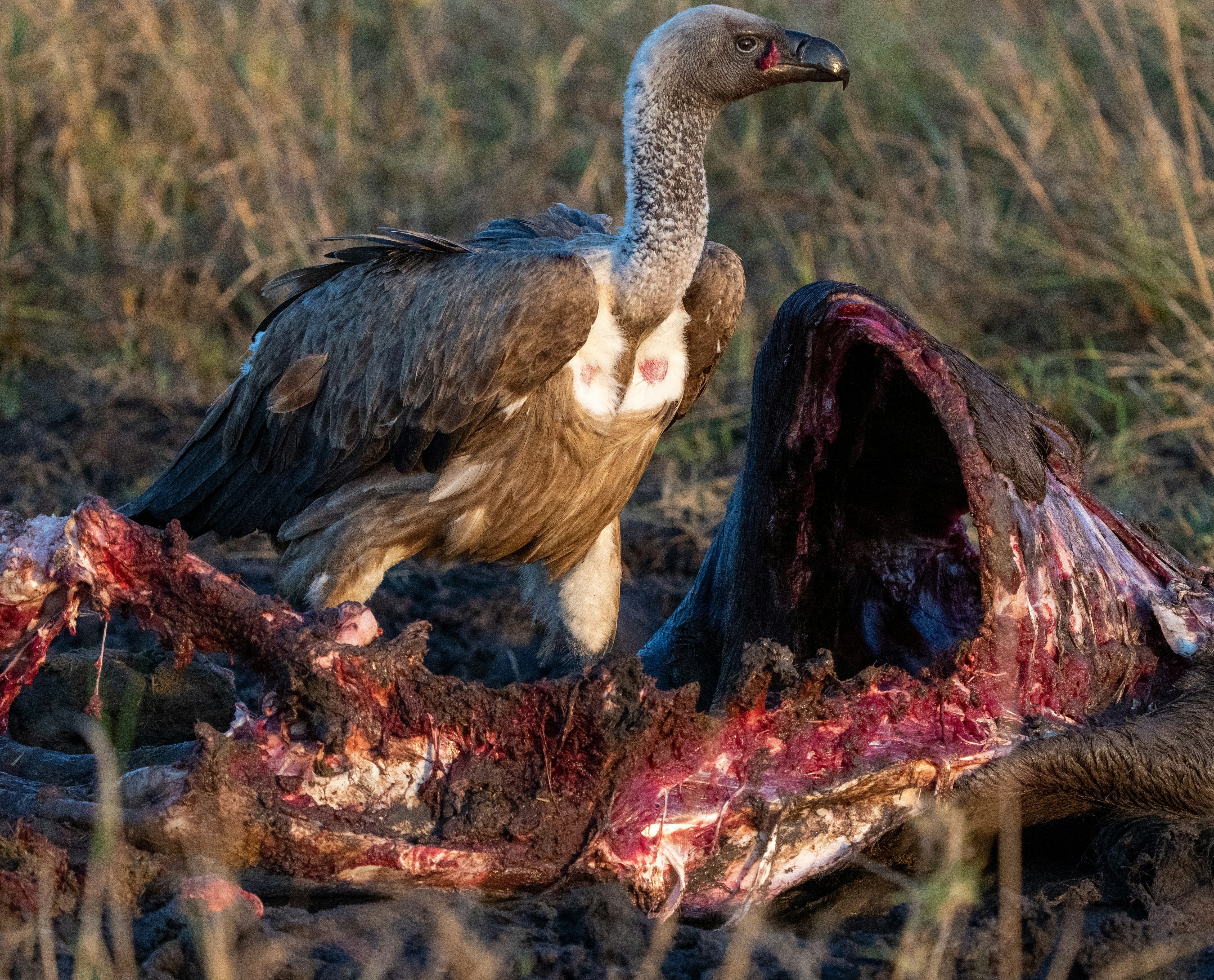Arusha to Northern Serengeti (Kogatende Region)