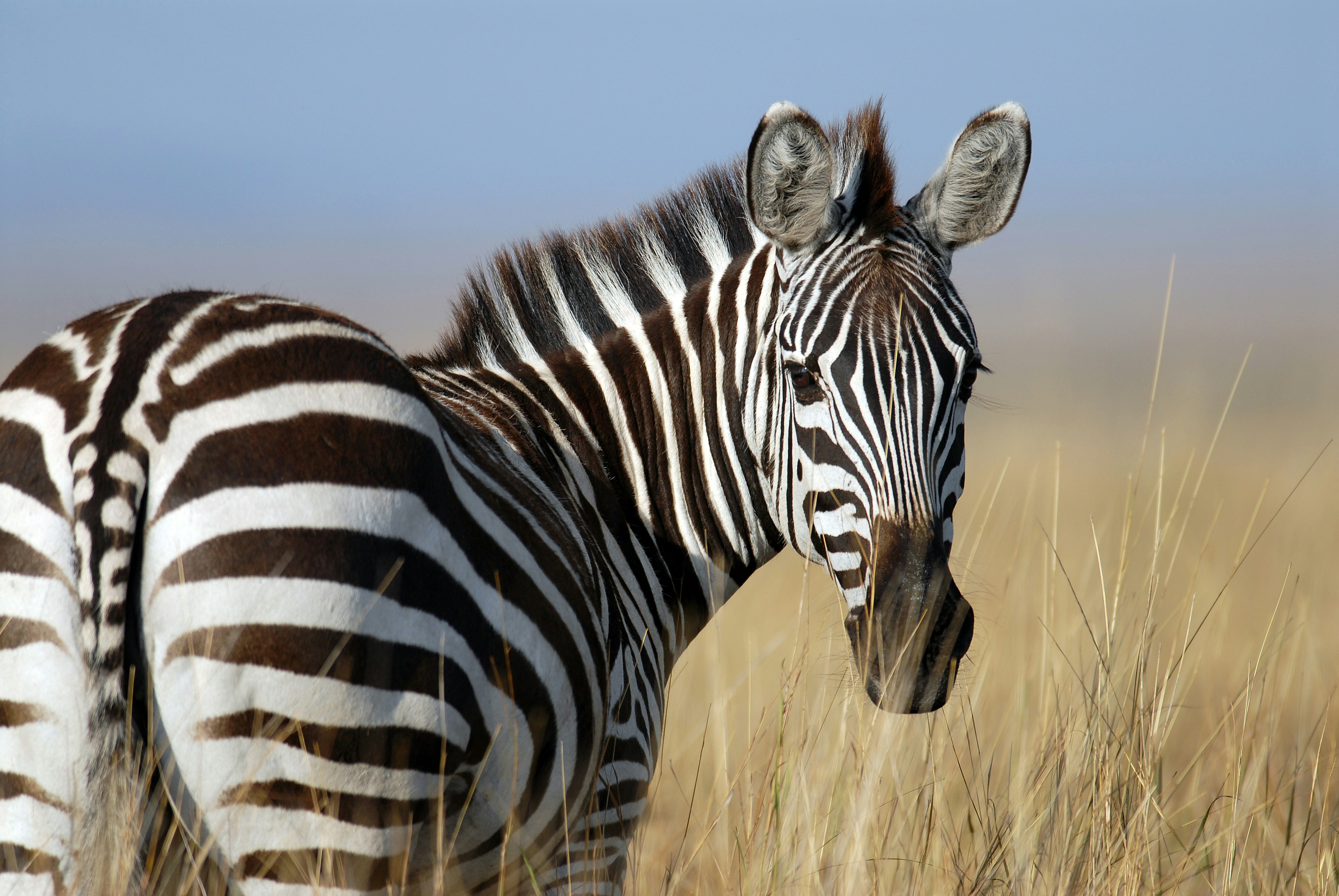 Ngorongoro Conservation Area