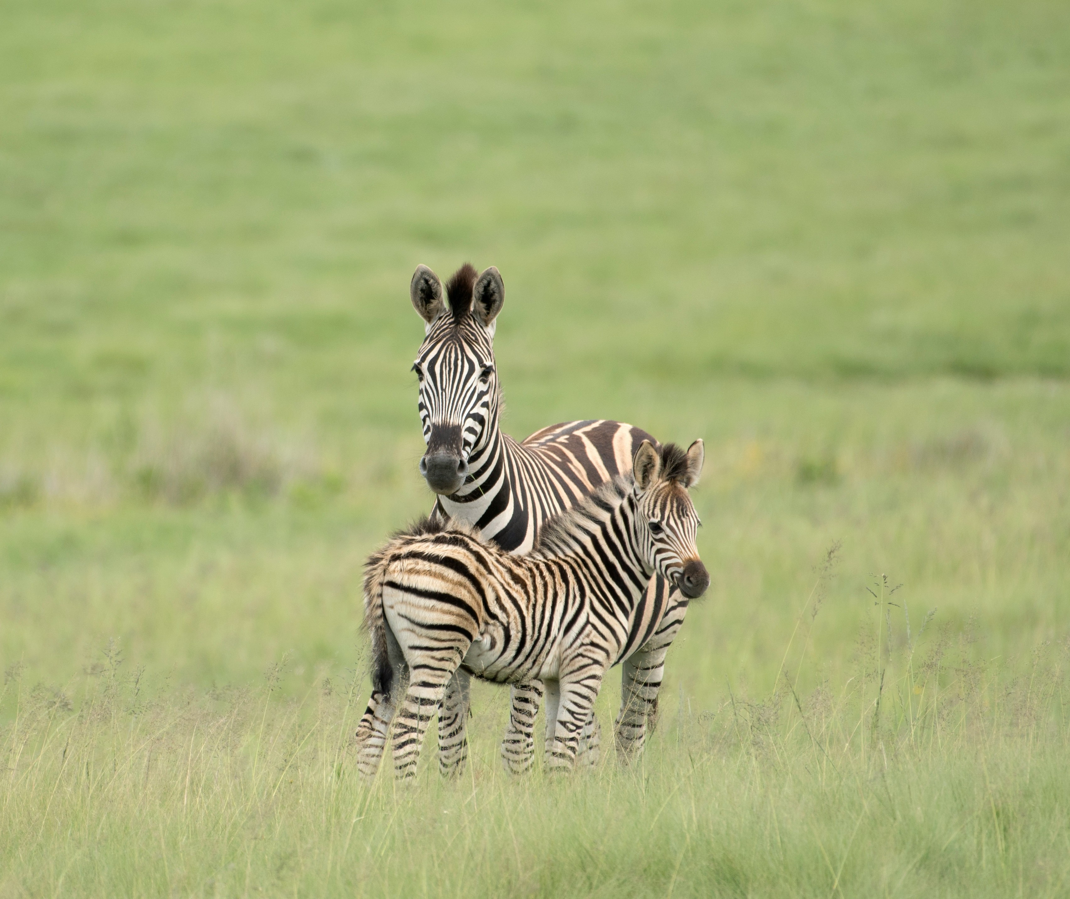 10-Day Calving Season & Lake Natron Explorer Safari