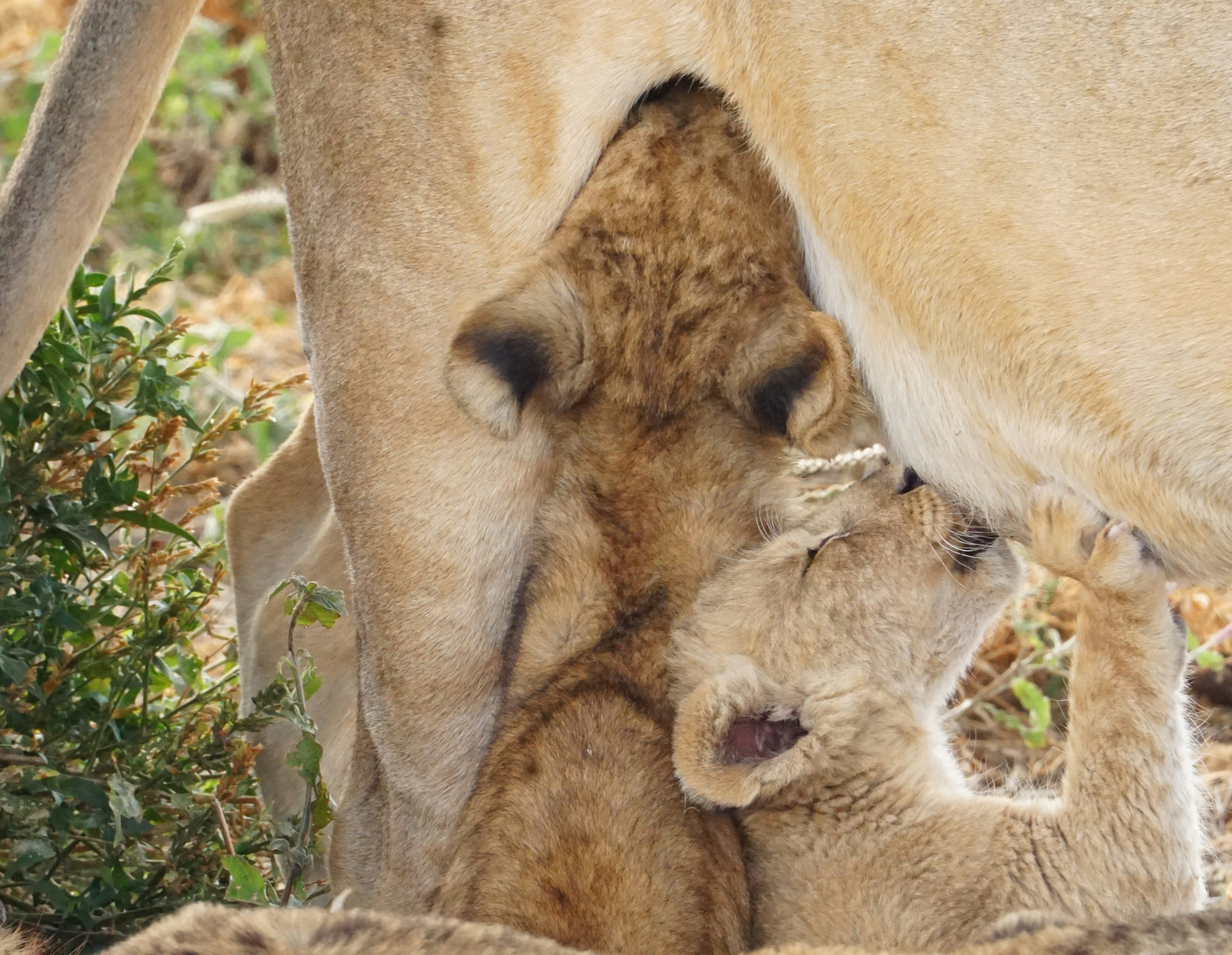 8-Day Wildebeest Calving & Cultural Safari