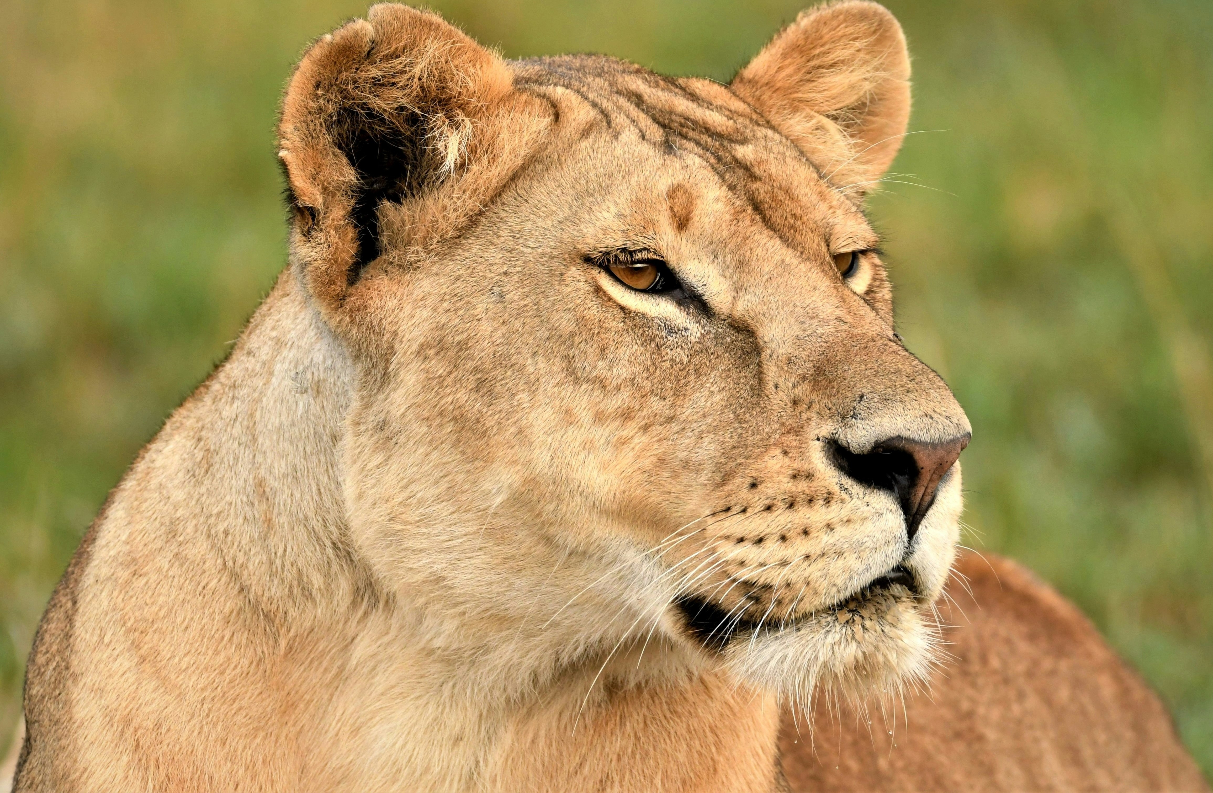 9-Day Serengeti & Ngorongoro Great Migration Safari