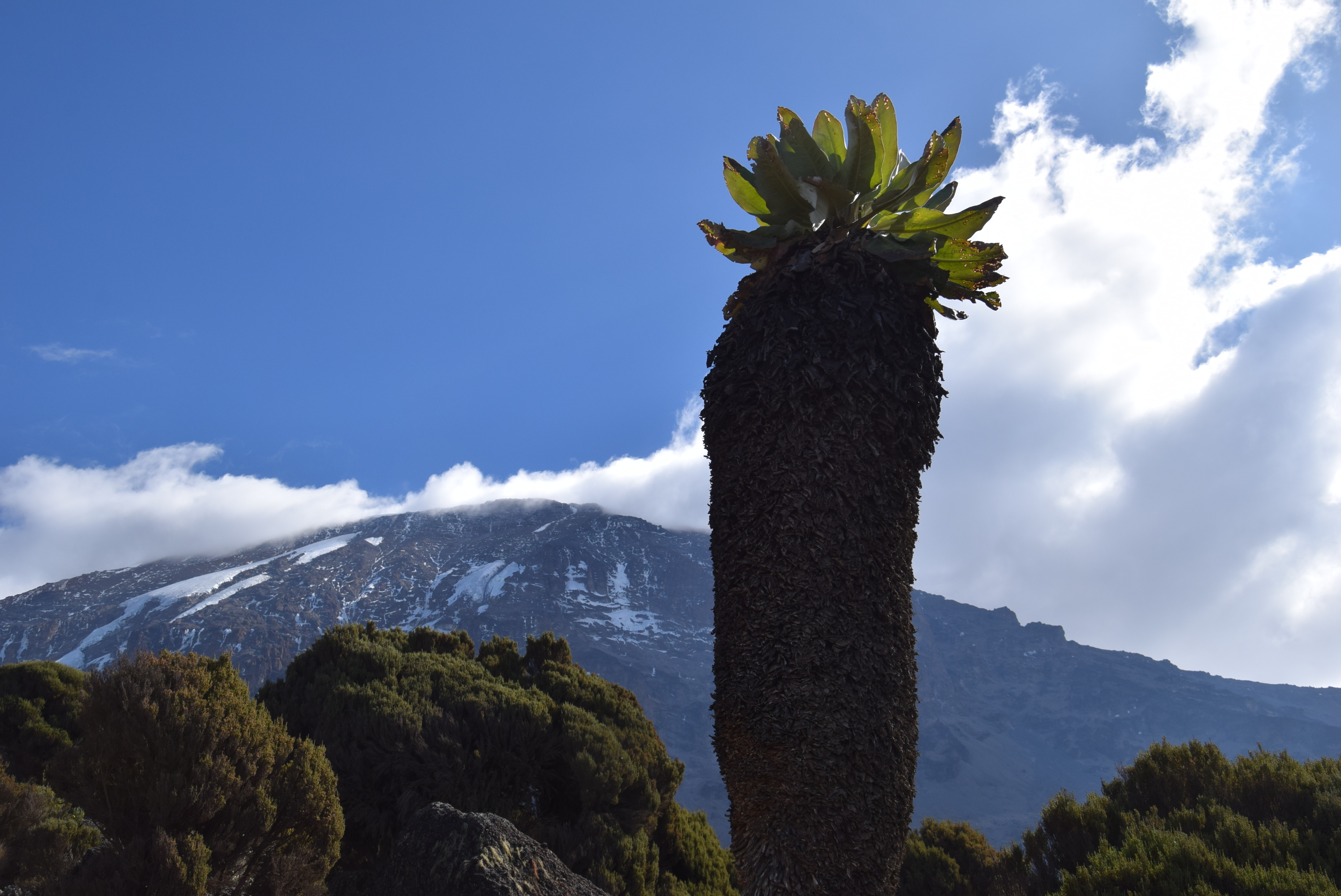 Millennium Camp (3,820 m / 12,532 ft) → Mweka Gate (1,640 m / 5,380 ft) → Hotel