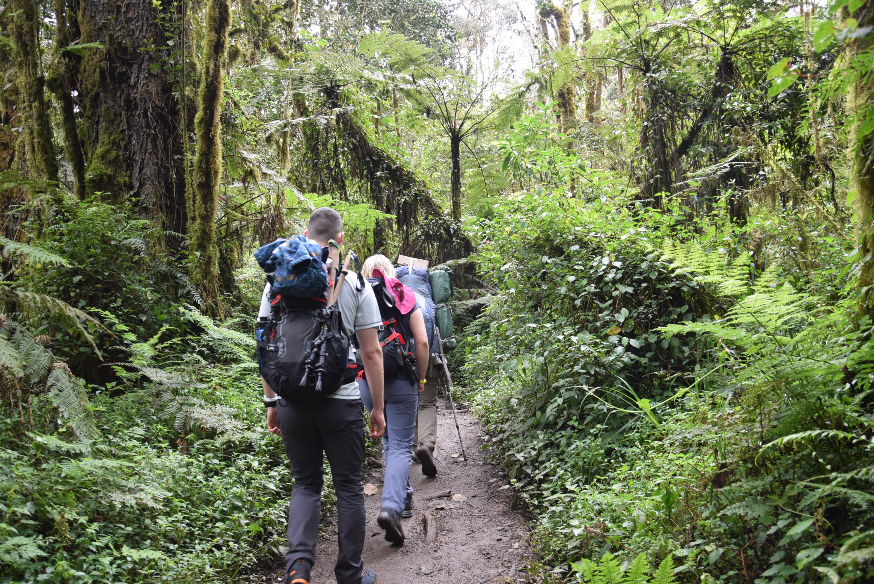 Machame Camp (2,835 m/9,301 ft) → Shira Camp (3,839 m/12,595 ft)