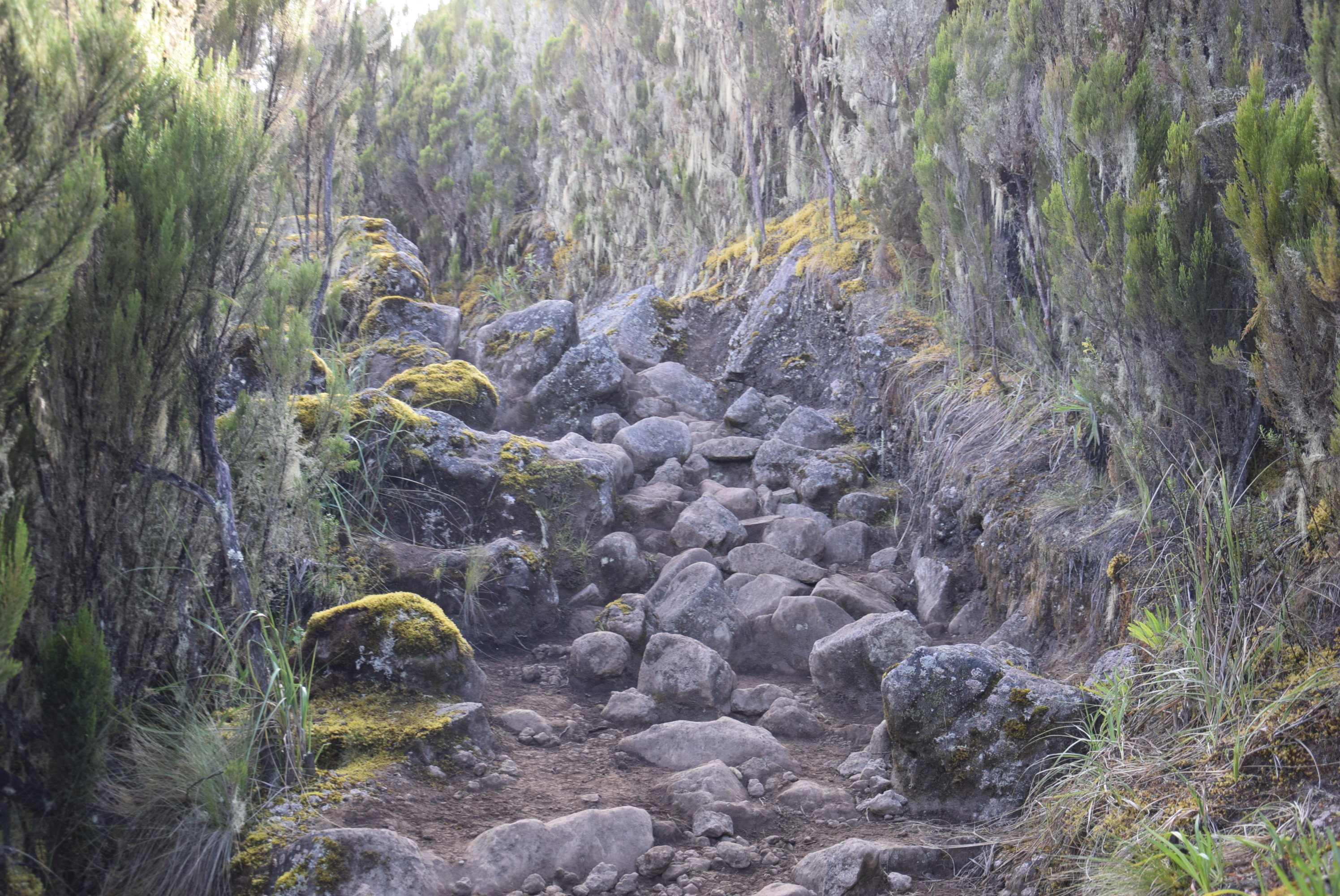 Horombo Huts (3,720 m / 12,204 ft) → Kibo Huts (4,720 m / 15,485 ft) → Horombo Huts (3,720 m / 12,204 ft)