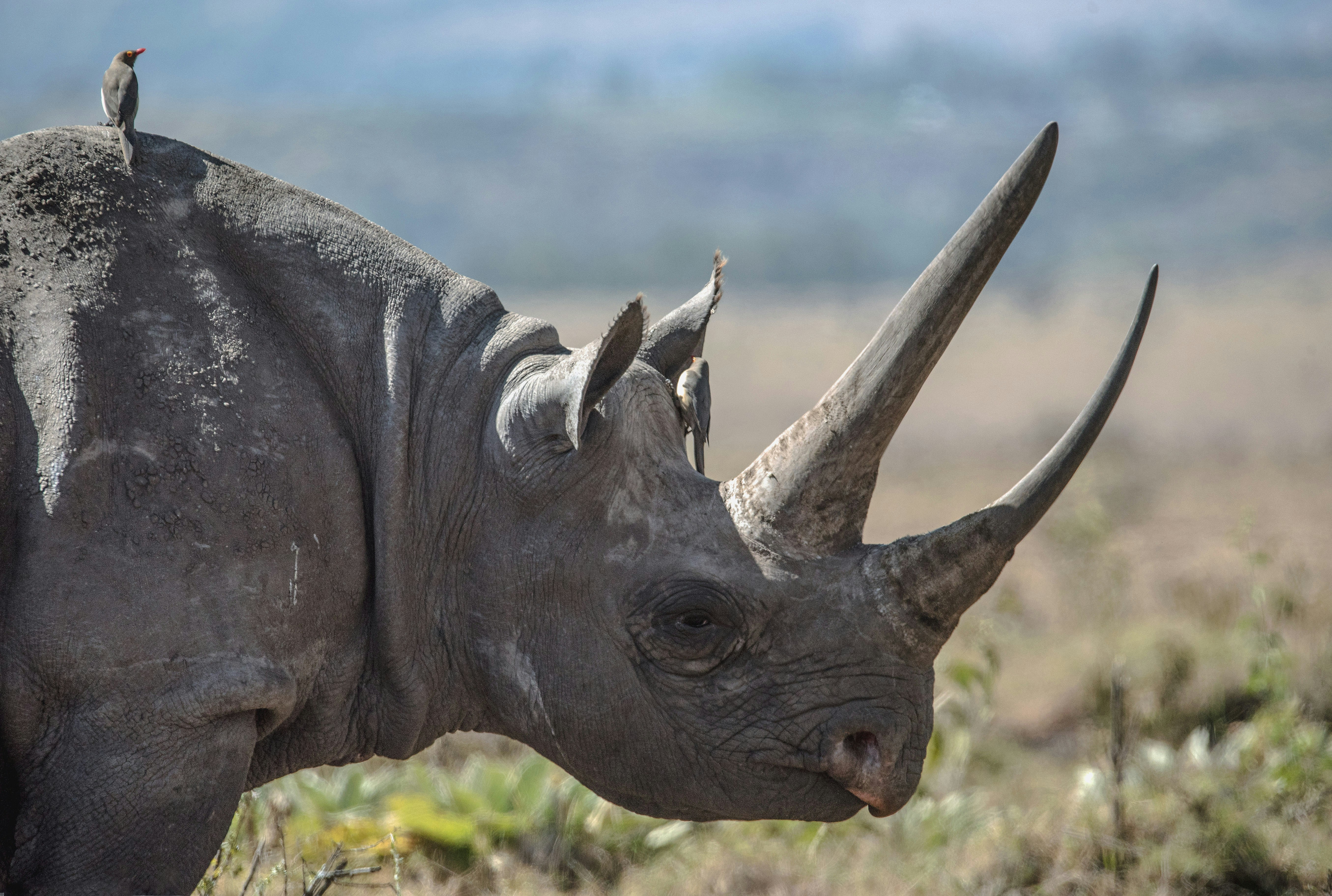 Mkomazi Nature Sanctuary