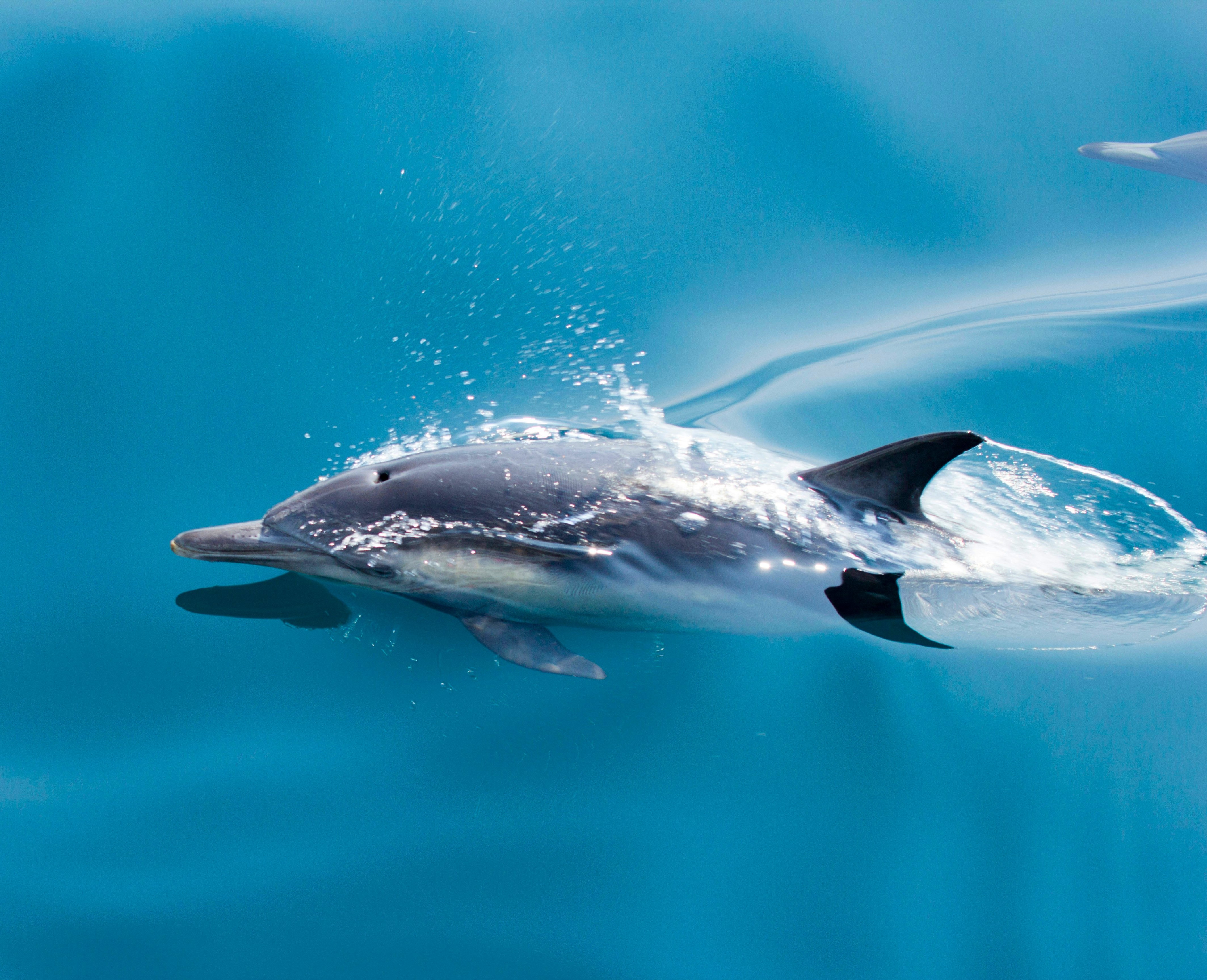 Dolphin Dive & Heritage
