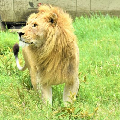 Big Five wildlife safari in Tanzania