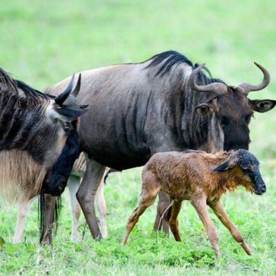 Great Migration calving season in Ndutu