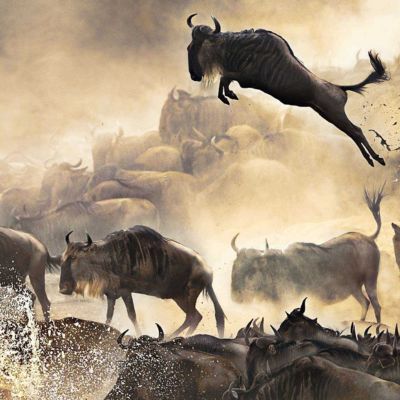 Wildebeest during the Great Migration