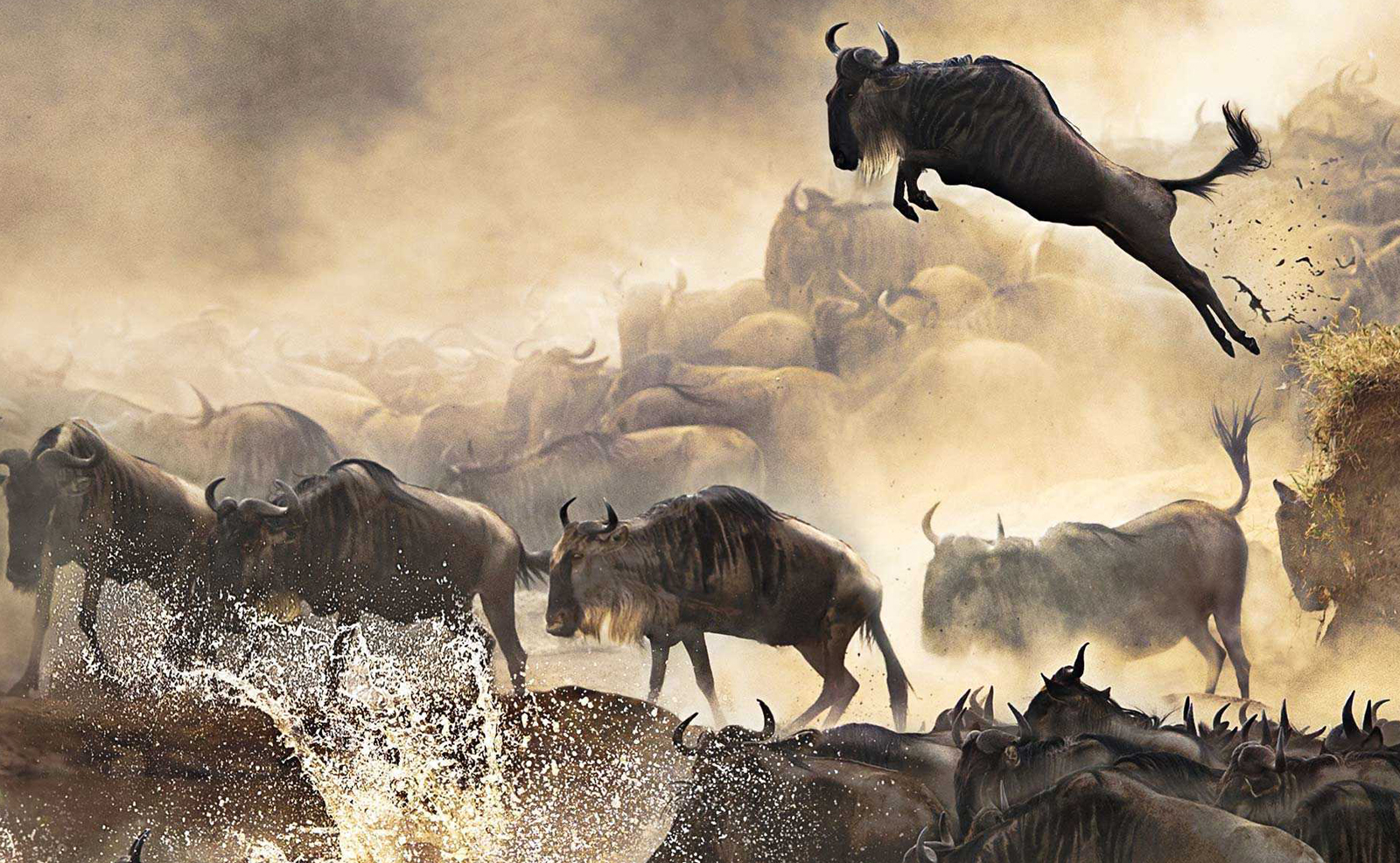 Lion in Serengeti — Migration Safari