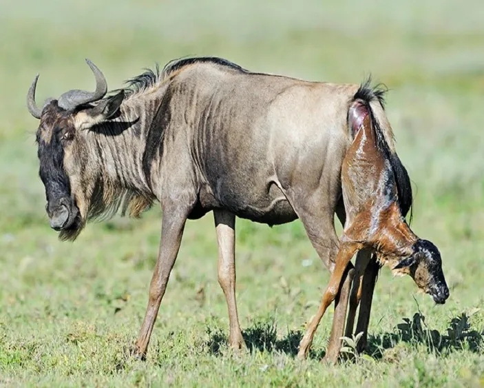 Serengeti Calving Season in Tanzania