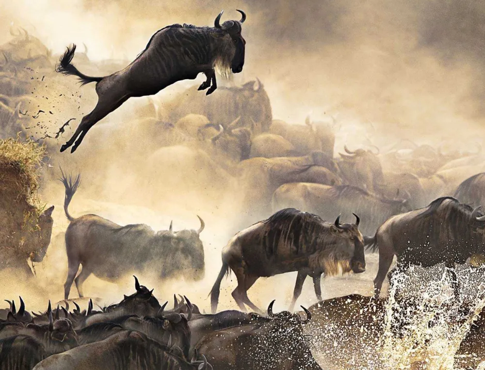 Mara River Migration Window in Tanzania